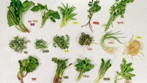 🌱봄에 꼭 먹어야 할 7가지