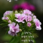 🍃🌹한국의 홀수문화🌹🍃