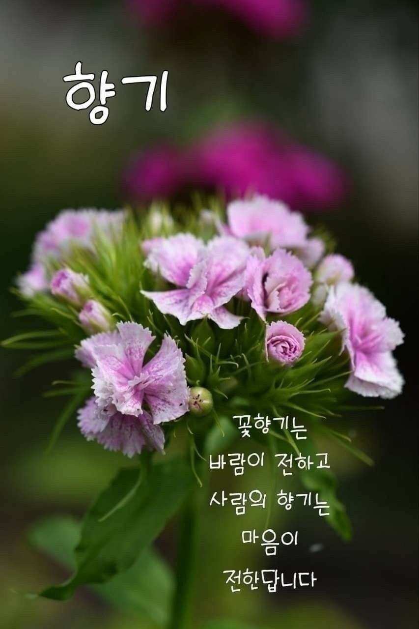 🍃🌹한국의 홀수문화🌹🍃