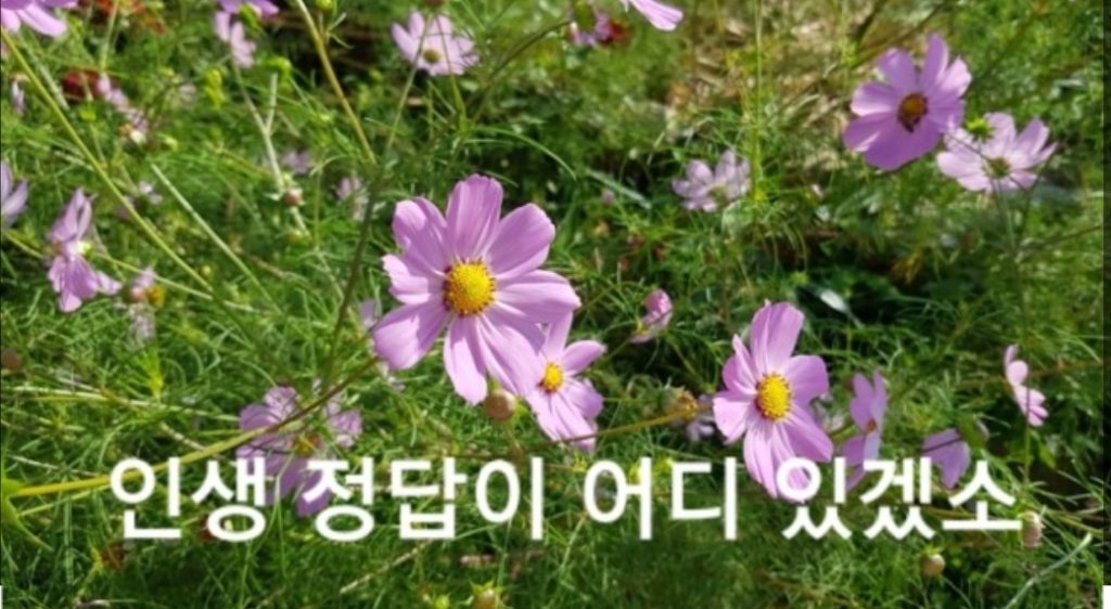 인생 정답