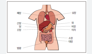 [오장 육부~五臟 六腑]